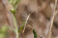 Chorosoma schillingii