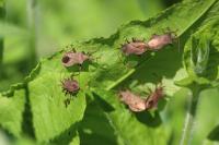 Coreus marginatus