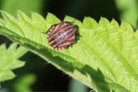 Graphosoma italicum
