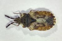 Aradus depressus