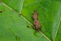 Coreus marginatus