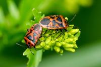 Eurydema ornata