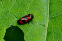 Cercopis vulnerata