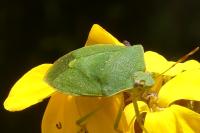 Nezara viridula