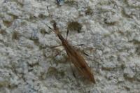 Berytinus
