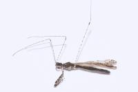 Empicoris rubromaculatus