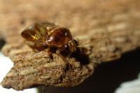 Deraeocoris lutescens