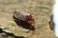 Cardiastethus fasciiventris