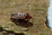 Cardiastethus fasciiventris