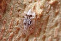 Corythucha ciliata