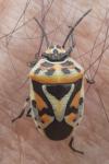 Eurydema ornata