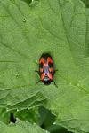 Cercopis vulnerata