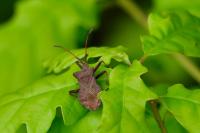 Coreus marginatus