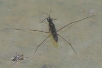 Gerris