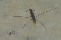 Gerris