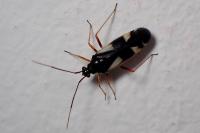 Dryophilocoris flavoquadrimaculatus