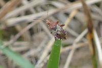 Rhopalus subrufus