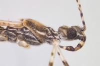 Empicoris rubromaculatus