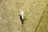 Cyllecoris histrionius