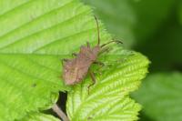 Coreus marginatus