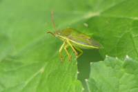 Piezodorus lituratus