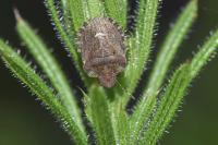 Dyroderes umbraculatus