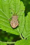 Coreus marginatus