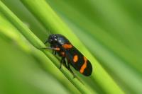 Cercopis intermedia