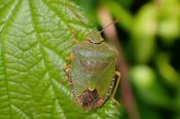 Palomena prasina