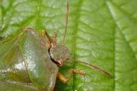Palomena prasina