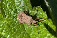 Coreus marginatus