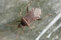 Ceraleptus gracilicornis