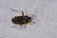 Harpocera thoracica