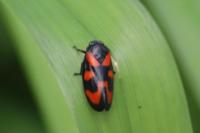 Cercopis vulnerata