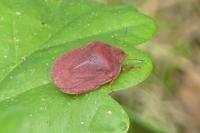 Eurygaster austriaca