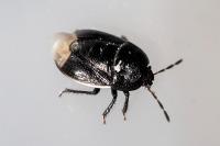 Legnotus limbosus