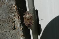 Halyomorpha halys