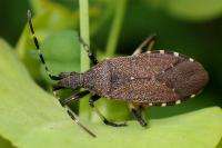 Dicranocephalus medius