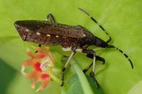 Dicranocephalus medius