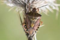 Carpocoris purpureipennis