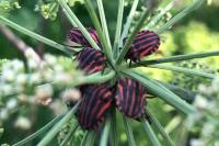 Graphosoma italicum