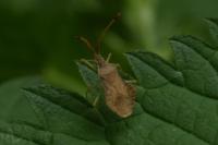 Syromastus rhombeus