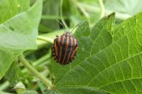 Graphosoma italicum