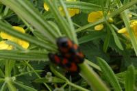 Cercopis vulnerata