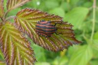Graphosoma italicum