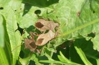 Coreus marginatus