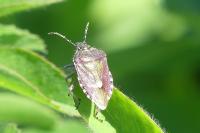 Dolycoris baccarum