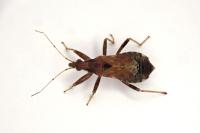 Himacerus mirmicoides