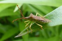 Gonocerus acuteangulatus