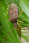 Gonocerus acuteangulatus
